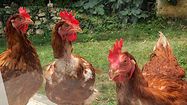 COUP DE POUCE – Un éleveur landais appelle au sauvetage de ses poules